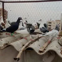 کبوتر بام 18تا