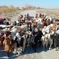 تعداد 100 عدد بزغاله فروشی|حیوانات مزرعه|ششطراز, |دیوار