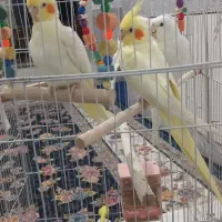 جوجه عروس هلندی