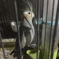 عروس هلندی|پرنده|اردبیل, |دیوار