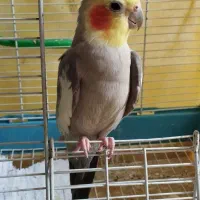 عروس هلندی سخنگو|پرنده|رشت, پیرکلاچای|دیوار