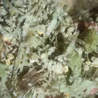 ذرت دامی|حیوانات مزرعه|بزینه رود, |دیوار