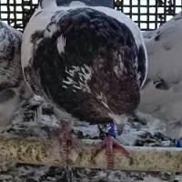 کلدم تیره قدیم|پرنده|گرمسار, |دیوار