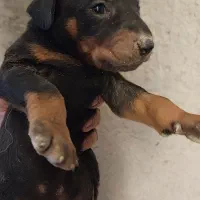 توله سگ دوبرمن( پینچر)|سگ|کاشان, شهرک فرهنگیان|دیوار