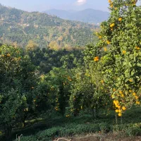 باِغ پرتغال|فروش دفتر صنعتی، کشاورزی، تجاری|رحیم‌آباد, |دیوار