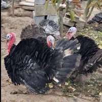 بوقلمون پر گوشت محلی