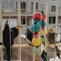 فروش ۳ عدد عروس هلندی