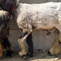 نرمیش 1سال رگ دار