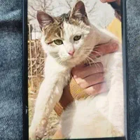 واگذاری گربه رایگان