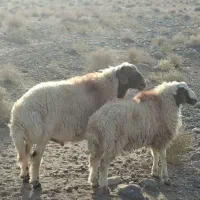 قوچ چهار دندان درجه یک