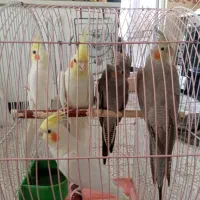 عروس هلندی