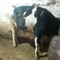 گاو نر|حیوانات مزرعه|بیرانوند, |دیوار