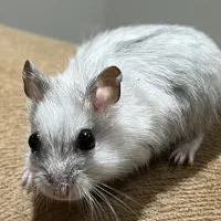 همستر مینیاتوری کمپل|موش و خرگوش|تهران, جنت‌آباد شمالی|دیوار