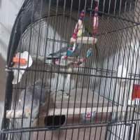 جفت مولد با تخم|پرنده|اصفهان, آبشار|دیوار