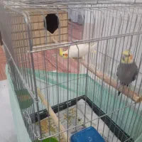 عروس هلندی سخنگو