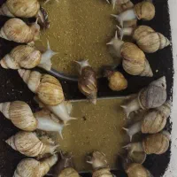 حلزون پرورشی|خزنده|اصفهان, بهارستان (مخابرات)|دیوار