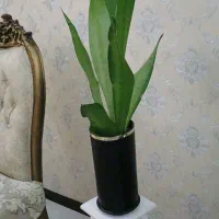 گل با گلدان