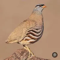 بلدرچین کوهی|پرنده|ری, |دیوار