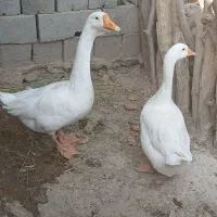 قوغاز خالماگوری مفت|حیوانات مزرعه|زابل, |دیوار