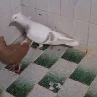 دم سفید|پرنده|سبزوار, زینبیه|دیوار