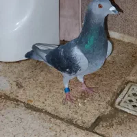 یک عددکبوترپلاک ایران