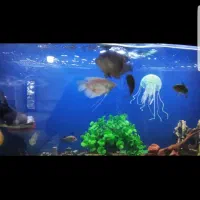 فروش اکواریوم|ماهی|ضیاء آباد, |دیوار