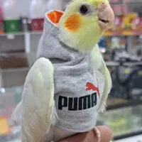 عروس هلندی پیدا شده