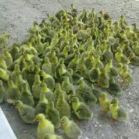 جوجه قو غاز