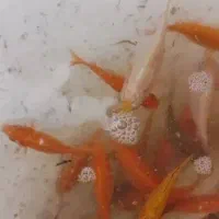 فروش ماهی طعمه