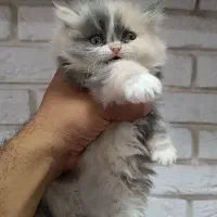گربه پرشین کالیکو