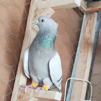 کفتر ۴عدد نر روهم