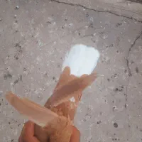 کبوتر دمسفید