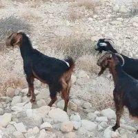 بز خوش قیمت