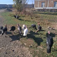 بوقلمون|حیوانات مزرعه|اردبیل, |دیوار