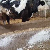 دوتا گوساله نر یک ماده شارولی بآو پرواری