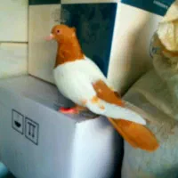 کفتریا کبوتر سینه ای زرد سرخ جوجه|پرنده|ری, شهرک نظامی|دیوار