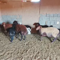 میش وبره|حیوانات مزرعه|تربت جام, جلگه موسی آباد|دیوار