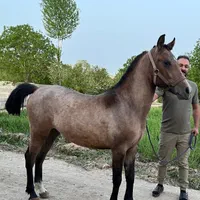 کره اسب