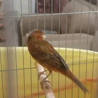 قناری سرخ نر، مست مادگیر|پرنده|شیراز, طلاب|دیوار