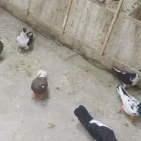 کفتر|پرنده|مشهد, ایثارگران|دیوار