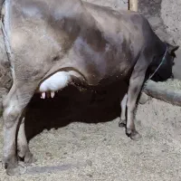 گاو وگوساله سیمنتال