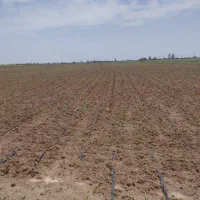 ذرت علوفه‌ای ای
