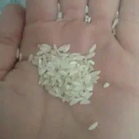 برنج کامفیروزی|خوردنی و آشامیدنی|شیراز, باغشهر اهل بیت|دیوار