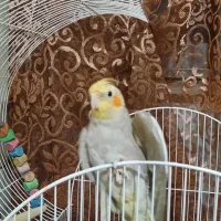 عروس هلندی  زیر قیمت