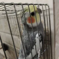عروس هلندی نر