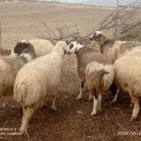 گوسفند شک سه شیر پستان کرده