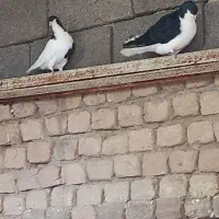 معاوضه نرو ماده