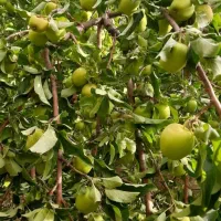 سیب ترش آبدار