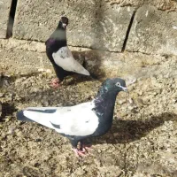 کفتر خوشگل|پرنده|زرند, |دیوار