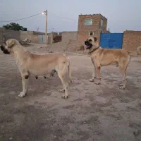 ماده سگ کانگال|سگ|پاکدشت, پاکدشت (مامازند)|دیوار